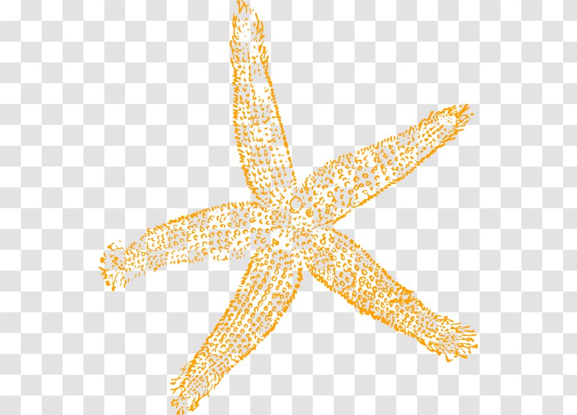 Starfish Free Content Royalty-free Clip Art - Organism - Cliparts Transparent PNG