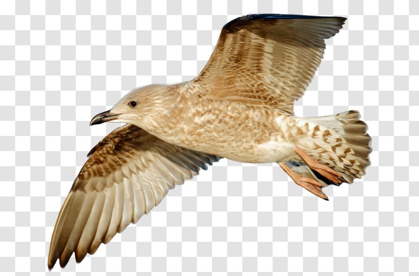Bird European Herring Gull Hawk Image Flight - Wing Transparent PNG