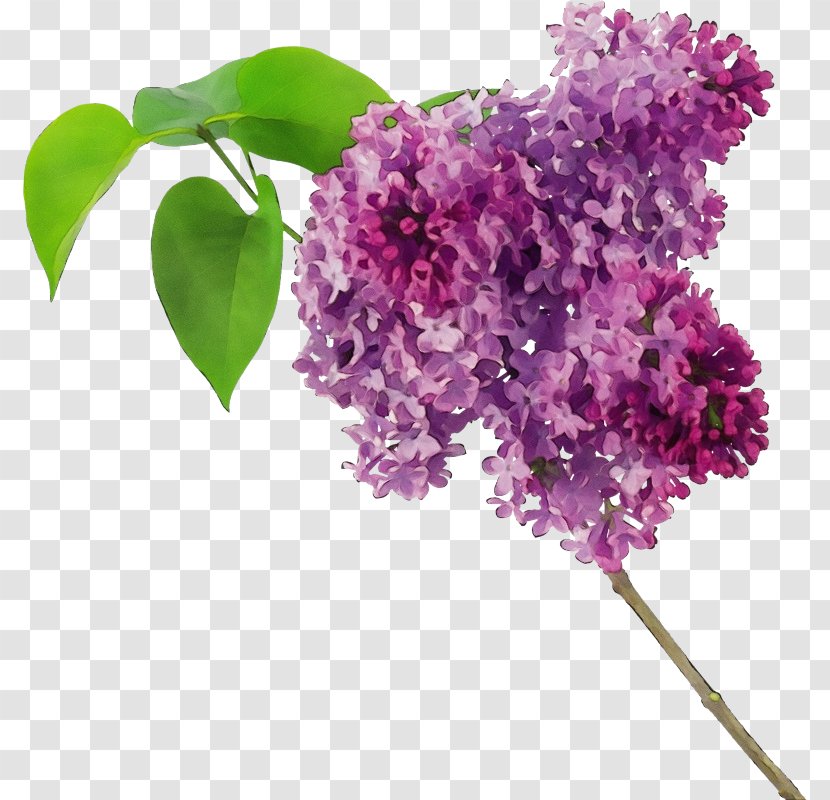 Flower Lilac Plant Purple - Paint - Cut Flowers Buddleia Transparent PNG