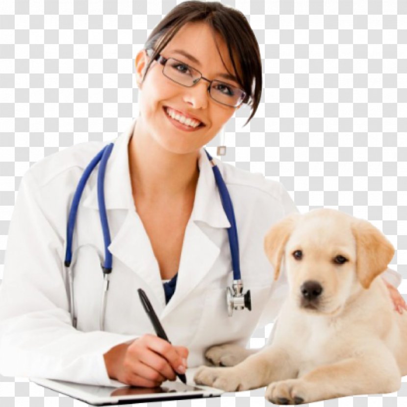 Dog Veterinarian Profession Physician Puppy - Medicine - Stethoscope Transparent PNG