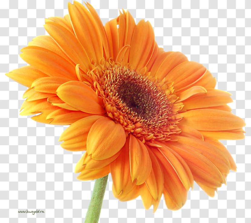 Transvaal Daisy Orange Stock.xchng Flower Bouquet - Annual Plant Transparent PNG