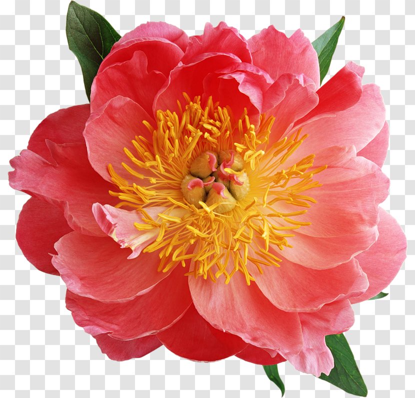 Moutan Peony Pink Flowers Clip Art - Japanese Camellia - Flower Pattern Label Transparent PNG