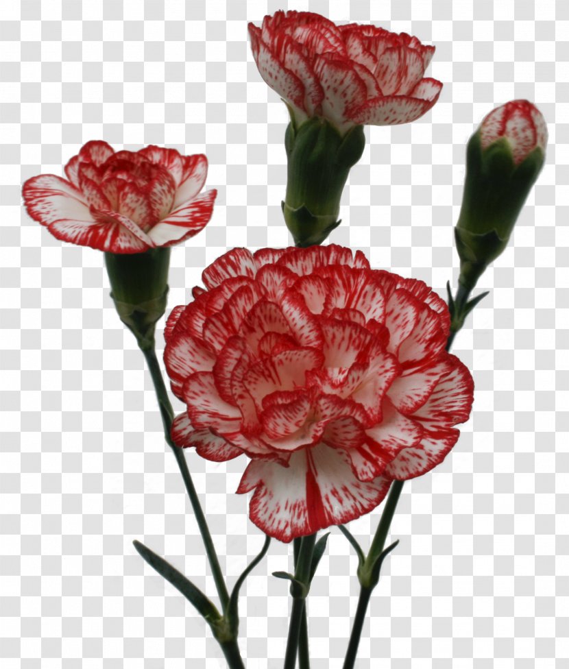 Garden Roses Carnation Cut Flowers Petal - Flower Transparent PNG