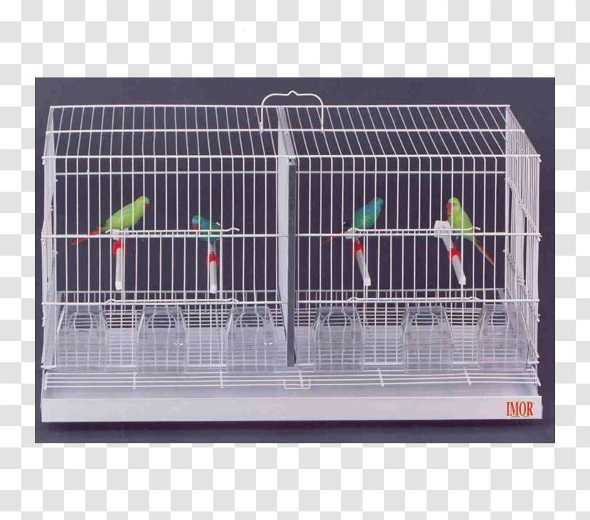 Cage Bird Domestic Canary Comedero Animal - Price Transparent PNG