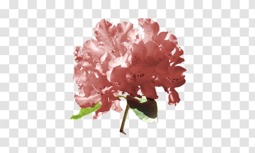Azalea Carnation Peony Cut Flowers - Flowering Plant Transparent PNG