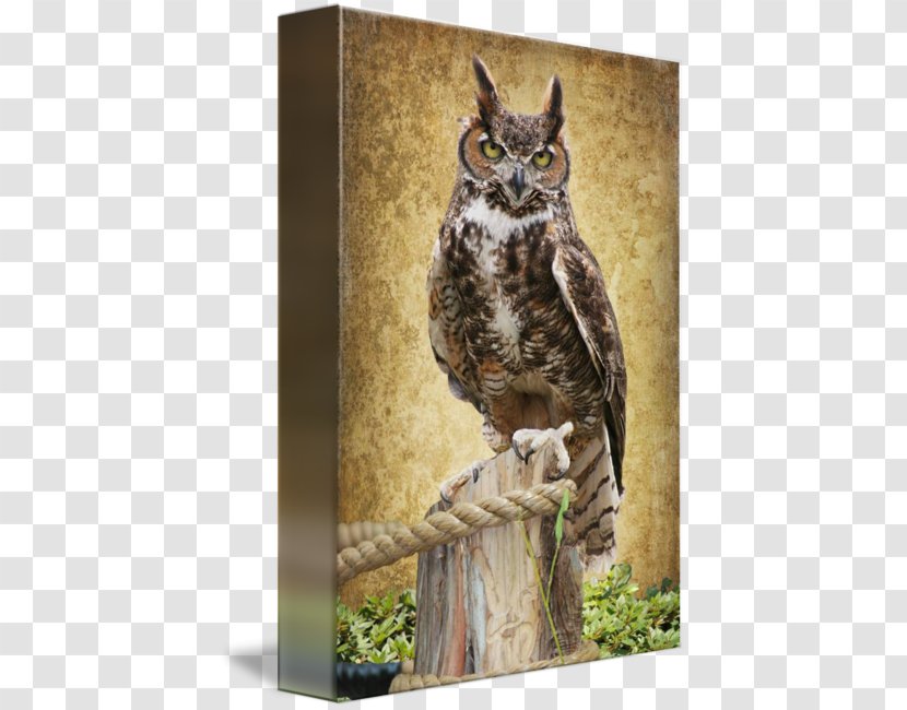 Owl Fauna Beak Wildlife - Great Horned Transparent PNG