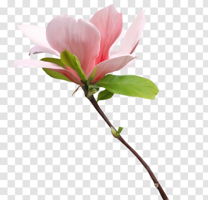 Pink Flower Cartoon - Rhododendron Cut Flowers Transparent PNG