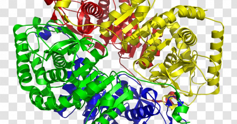 Lactate Dehydrogenase Enzyme Biology Physiology - Lactic Acid - Mountain Climbing Festival Transparent PNG