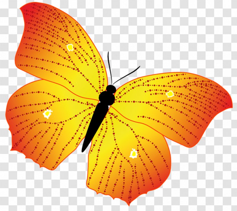 Monarch Butterfly Image Illustration Vector Graphics - Arthropod Transparent PNG