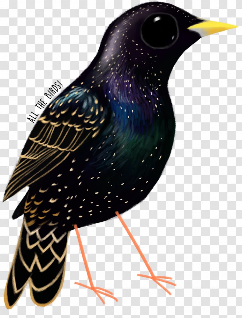 Common Starling Fauna Beak Feather - Cuckoos Transparent PNG