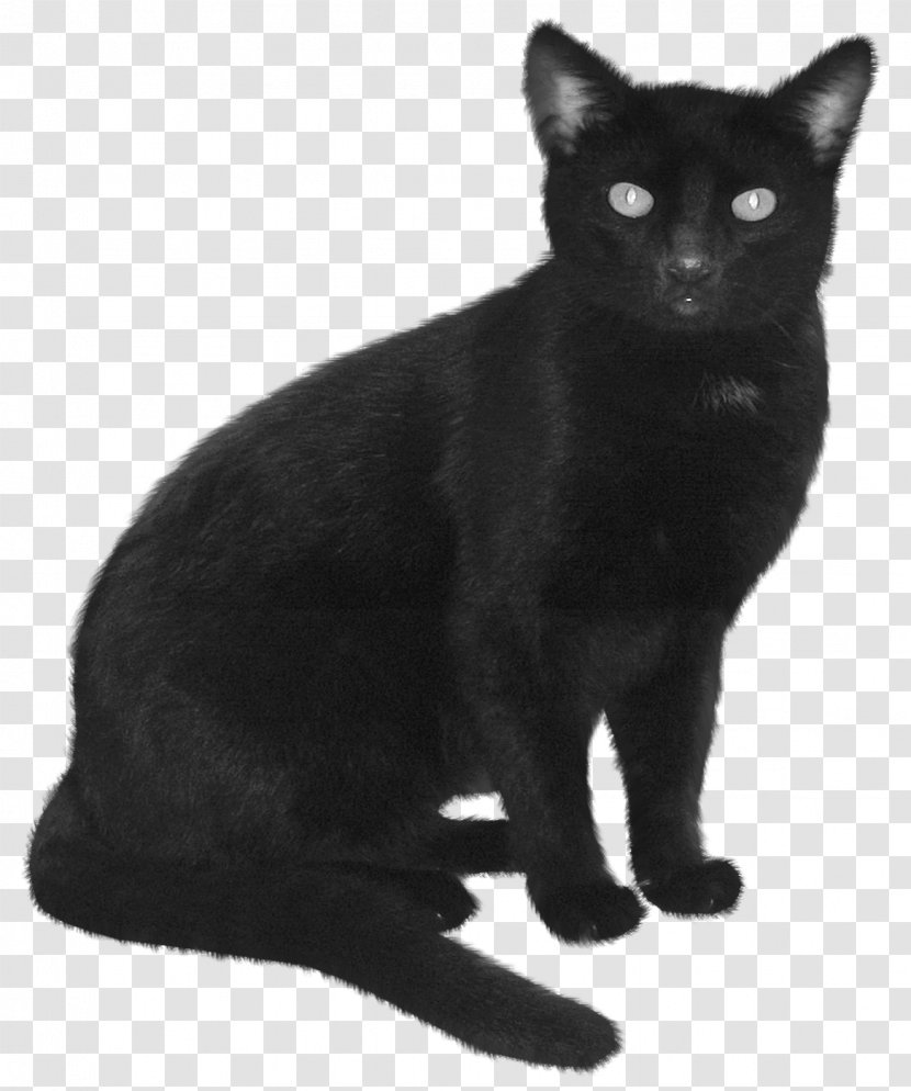 Himalayan Cat Burmese Black Kitten Feral - Fur - Witch Transparent PNG