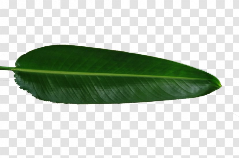 Banana Leaf - Satisfy Shoots Creative Green Poster Image Transparent PNG