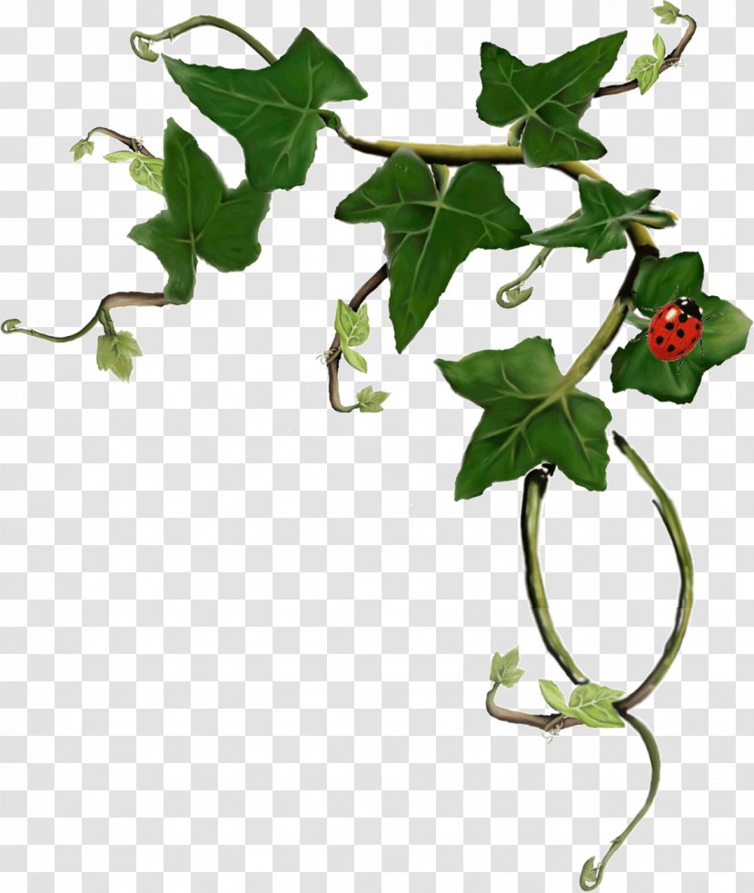Common Ivy Plant Stem LRM - Flowerpot Transparent PNG