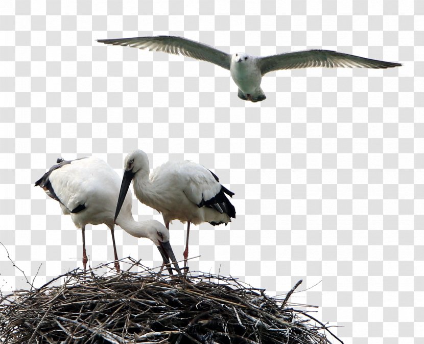 White Stork Bird Crane - Beak - Birds Animals Transparent PNG