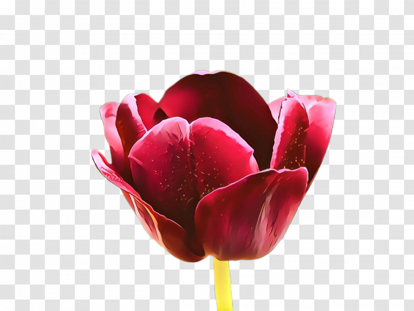 Flower Petal Tulip Red Pink Transparent PNG
