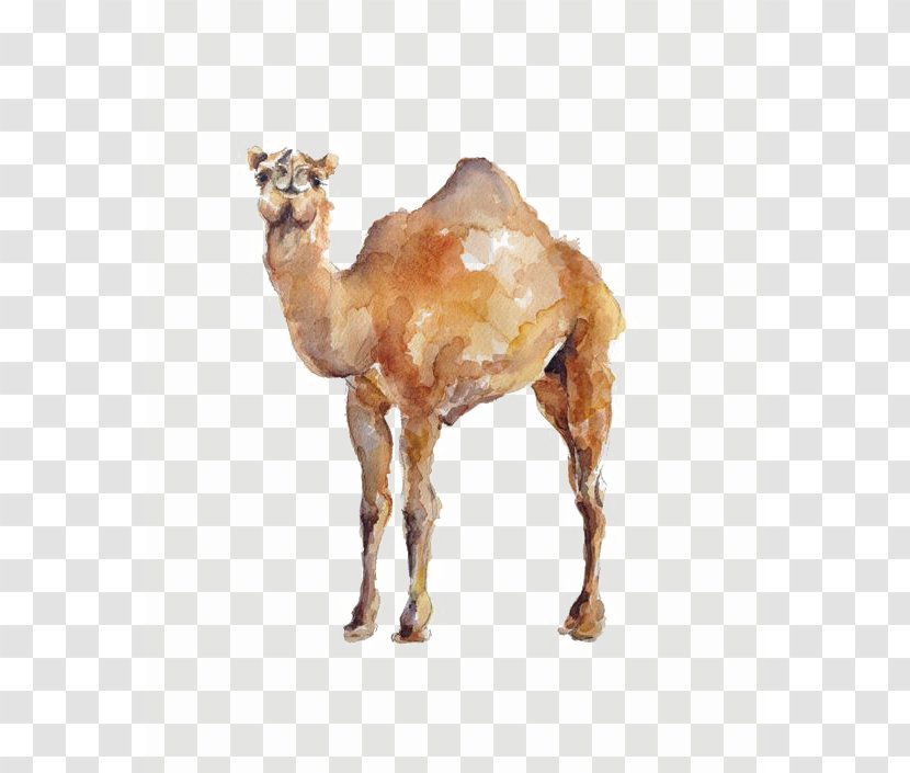 Dromedary Watercolor Painting Illustration - Snout - Camel Transparent PNG