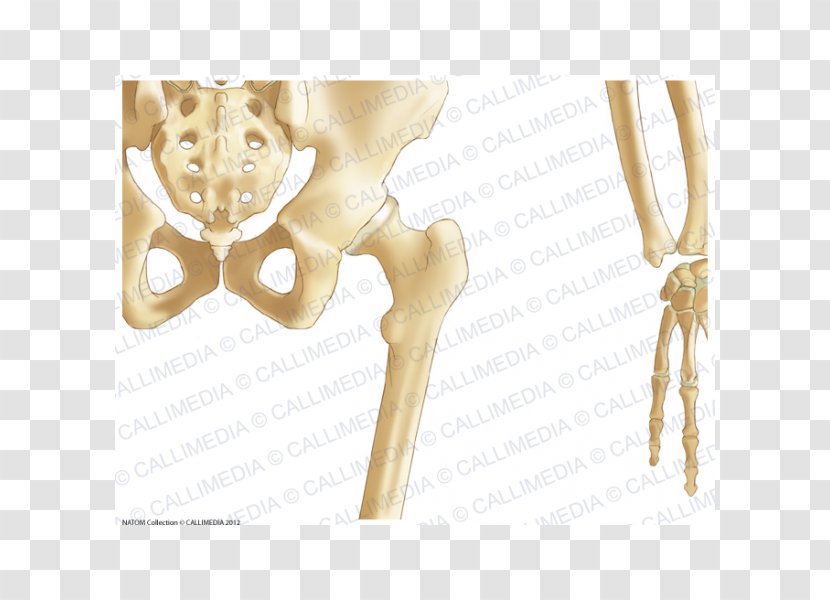 Pelvis Hip Bone Human Skeleton - Cartoon - Intertrochanteric Crest Transparent PNG