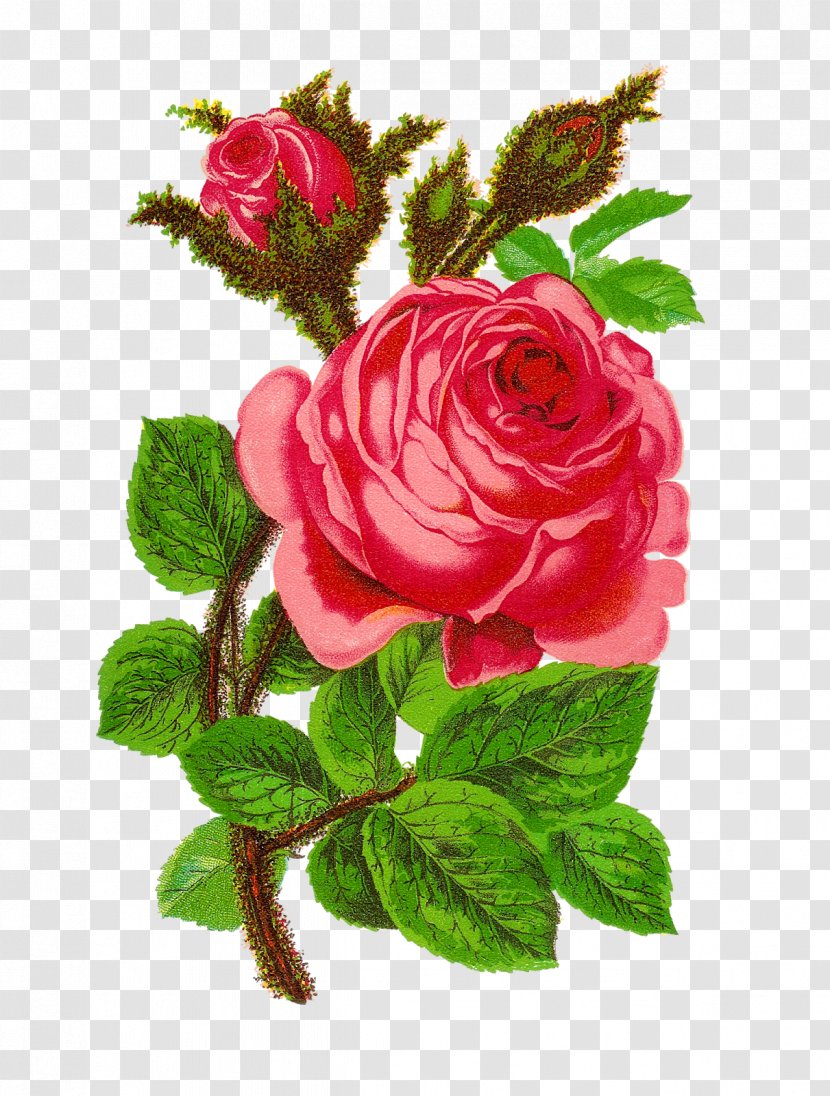 Garden Roses Clip Art Floral Design Openclipart Pink - Rose Flower Arrangements Transparent PNG