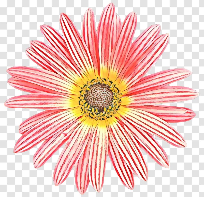 Vector Graphics Image Royalty-free Illustration Stock Photography - Flower - Daisy Transparent PNG