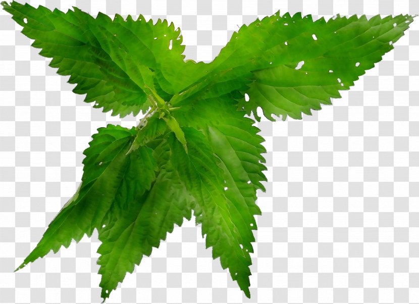 Nettles Hemp Herbalism Leaf - Elm - Herbal Transparent PNG