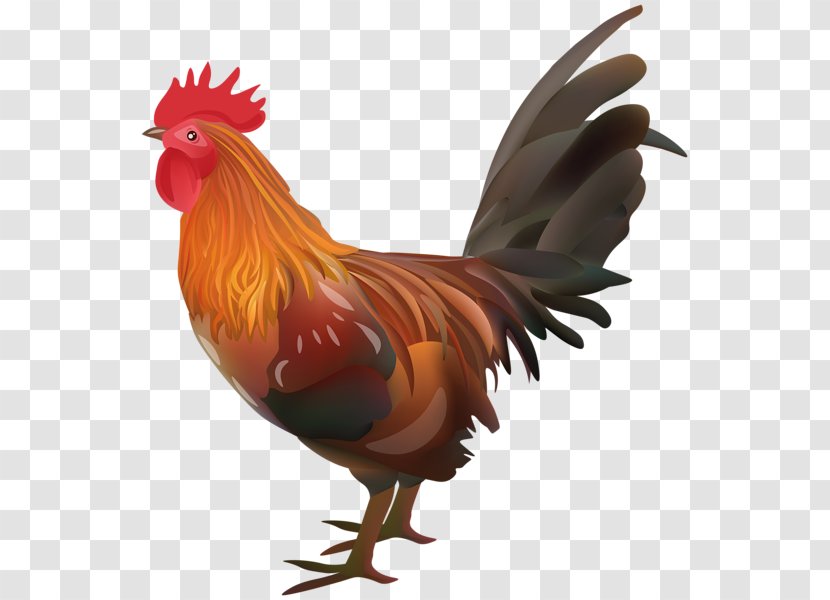 Chicken Egg Rooster Vector Graphics Illustration - Tran Pennant Transparent PNG