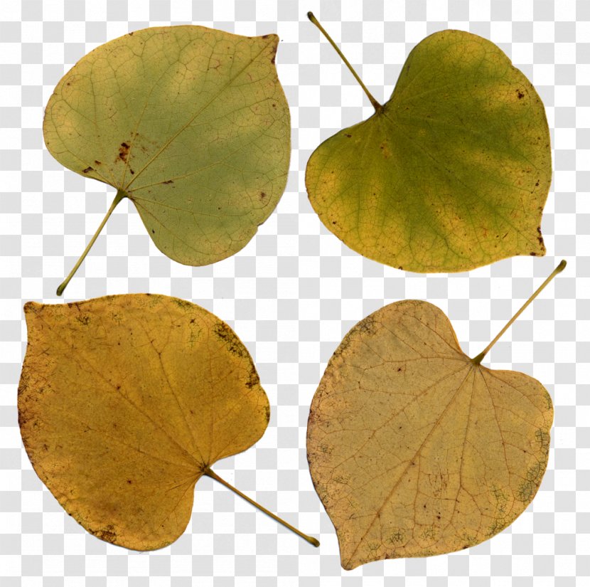 Eastern Redbud Leaf Tree Bark - Plant - Leave The Transparent PNG