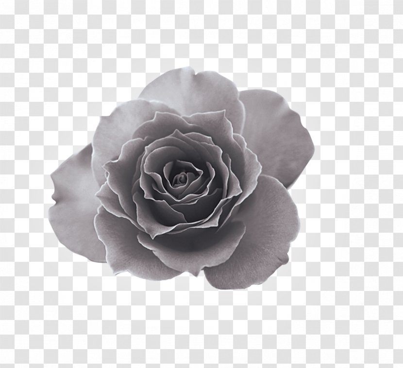 Black And White Euclidean Vector - Petal - Peony Gray Decorative Material Transparent PNG