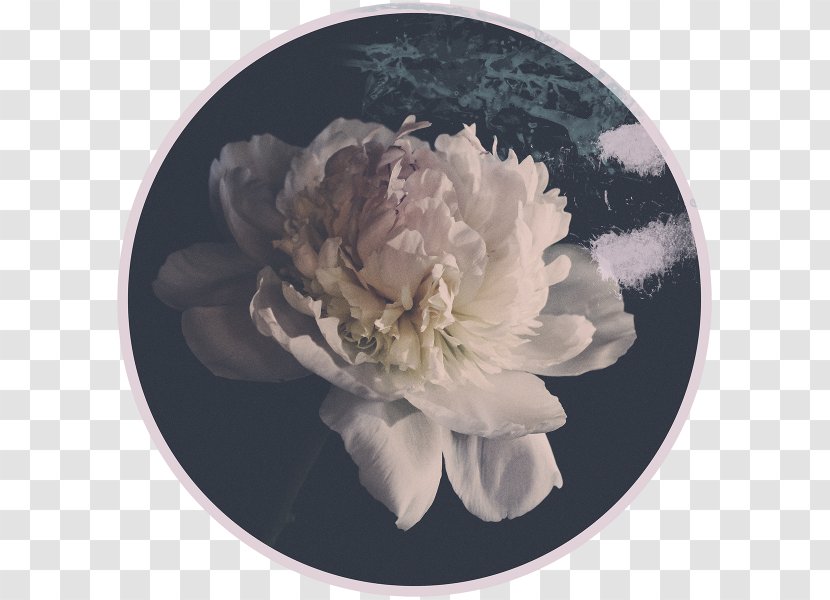 Digital Photography Peony 24/7 .com - Illustration Transparent PNG