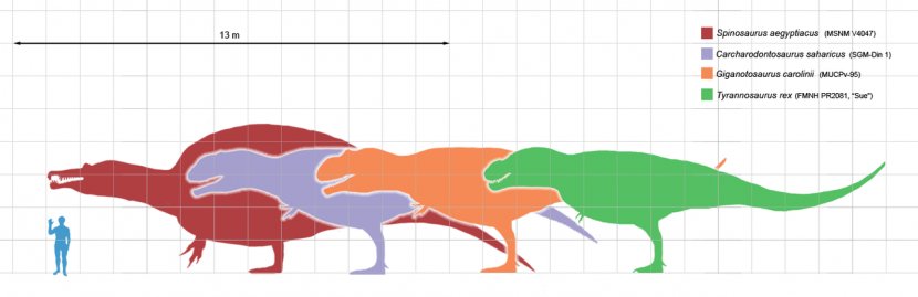 Carnivores: Dinosaur Hunter Carcharodontosaurus Spinosaurus Size Giganotosaurus - Tree - Picture Of Someone Mooning Transparent PNG
