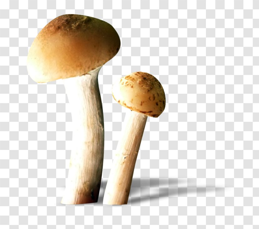 Edible Mushroom Fungus Food - Animaatio Transparent PNG