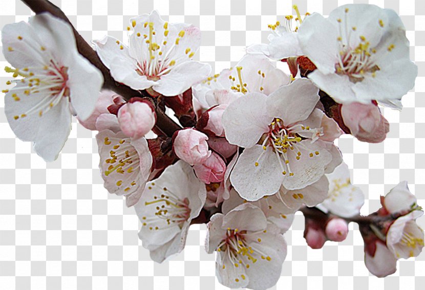 Flower Clip Art - Branch Transparent PNG