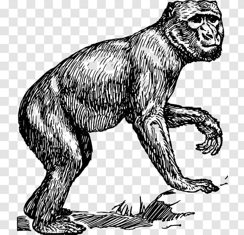Ape Primate Chimpanzee Barbary Macaque Monkey - Lemur Transparent PNG