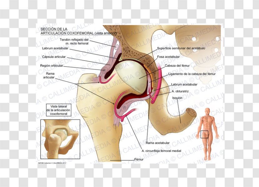 Muscles Of The Hip Joint Pelvis Anatomy - Frame - Nervous System Transparent PNG