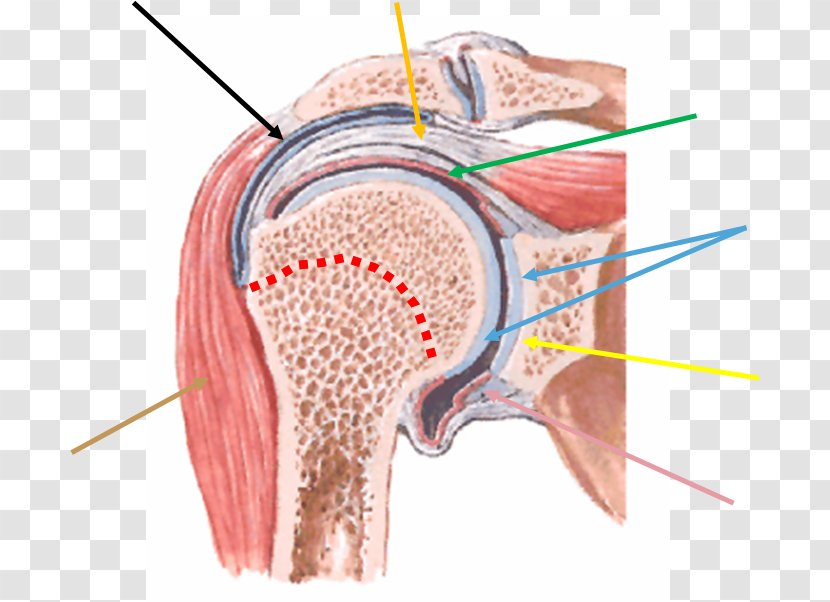 Shoulder Joint Scapula Acromioclavicular - Silhouette - Muscle Tissue Transparent PNG