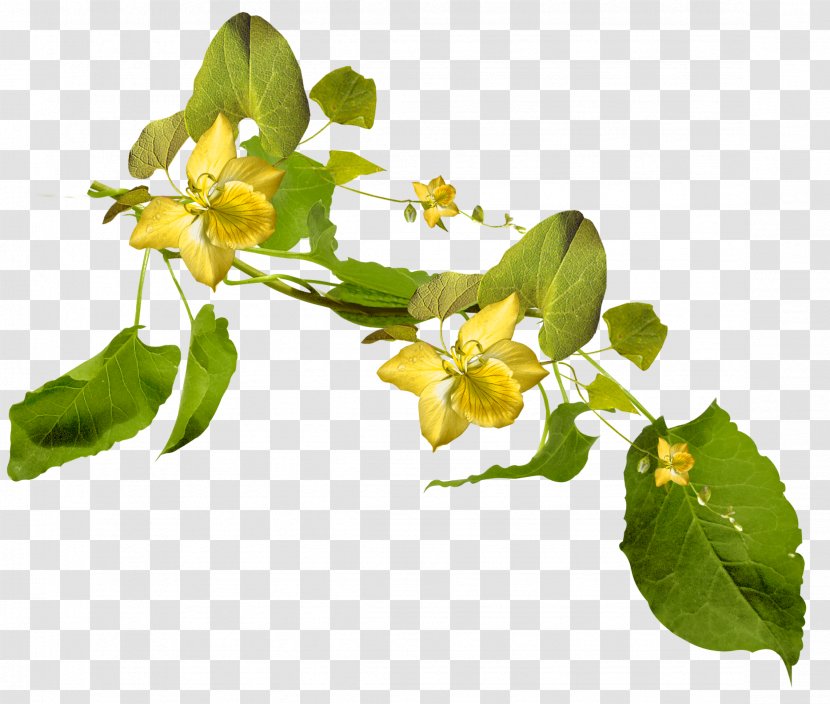 Flower Clip Art - Branch - Green Transparent PNG