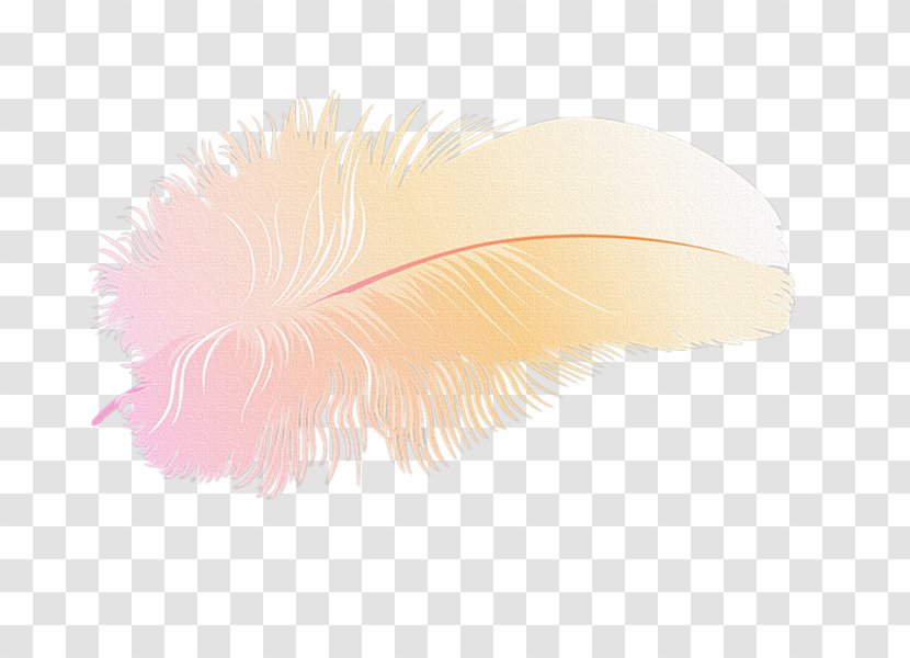 Feather - Wing - Quill Transparent PNG