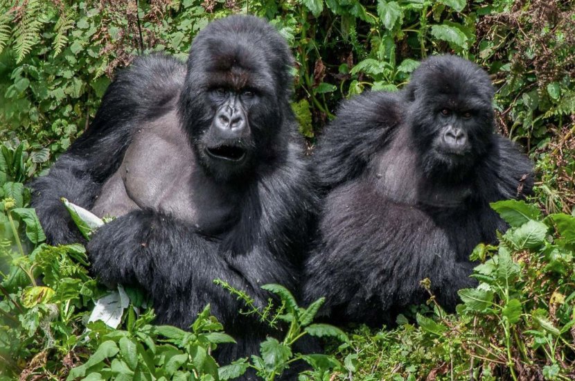Queen Elizabeth National Park Bwindi Impenetrable Murchison Falls Gorilla Safaris: Encounter Africa Safaris Ltd - Uganda Transparent PNG