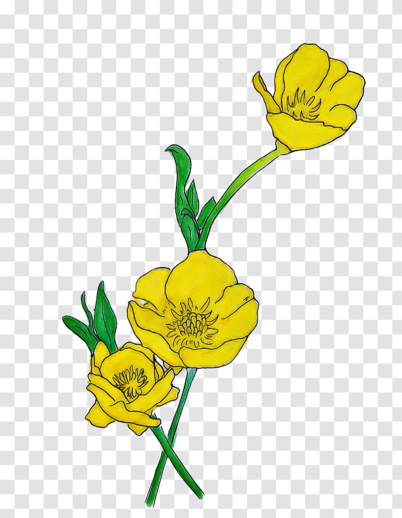Drawing Of Family - Evening Primrose - Herbaceous Plant Transparent PNG