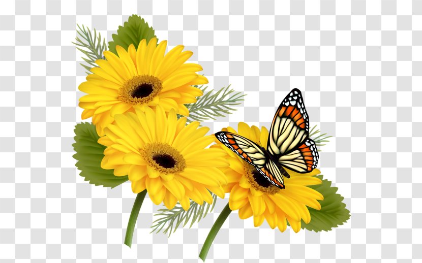 Butterfly Flower Clip Art - Pieridae - YELLOW Transparent PNG