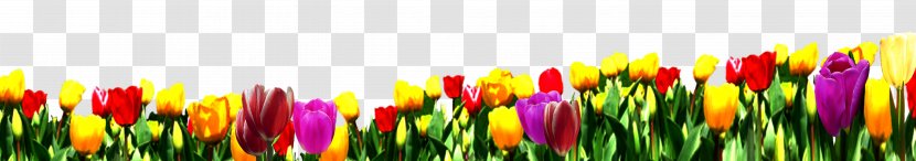 Tulip Nosegay Flower Bouquet Wallpaper - Meadow Transparent PNG