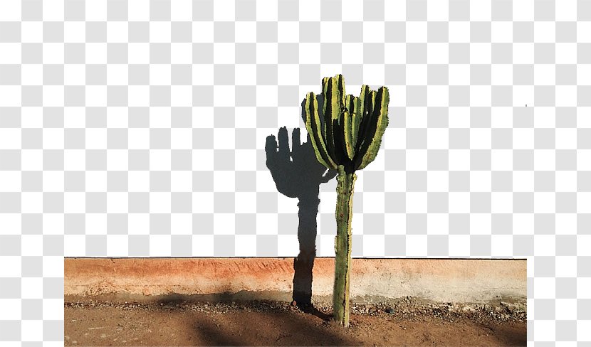 Prada Marfa Cactaceae Photography Desert - Stock - Immortal Column Transparent PNG