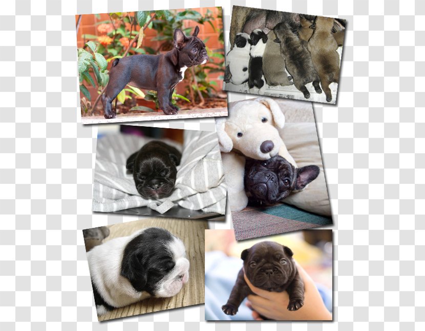 French Bulldog Pug Puppy Dog Breed Transparent PNG