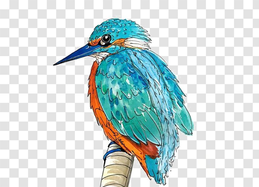 Kingfisher Image Bird Illustration - Roller Transparent PNG