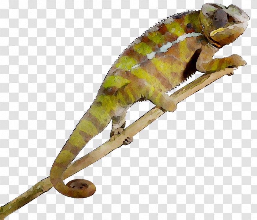 Chameleons African Chameleon Gecko Fauna Terrestrial Animal - Iguania Transparent PNG