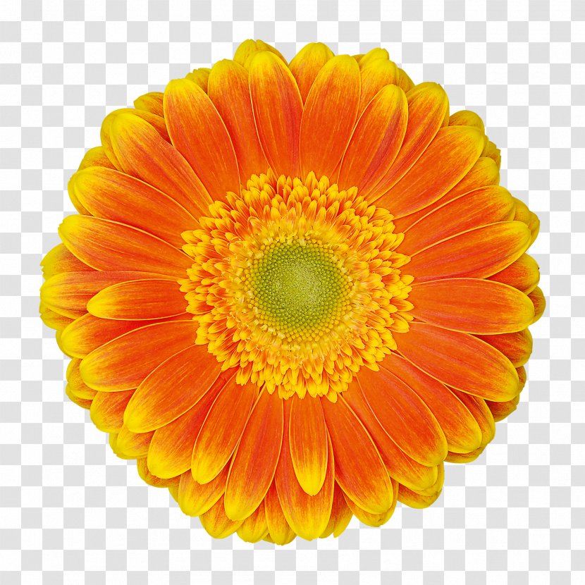 Transvaal Daisy Cut Flowers Floristry Chrysanthemum - Flower Transparent PNG