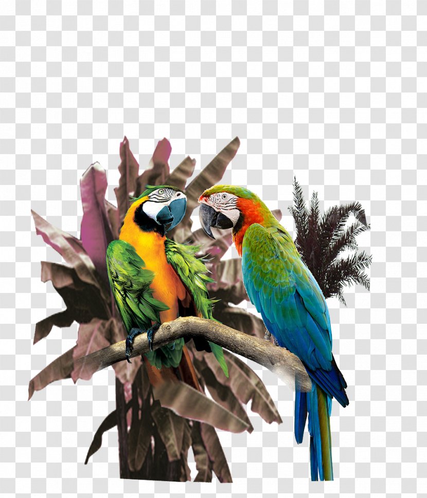 Printing Illustration - Bird - Parrot Print Transparent PNG