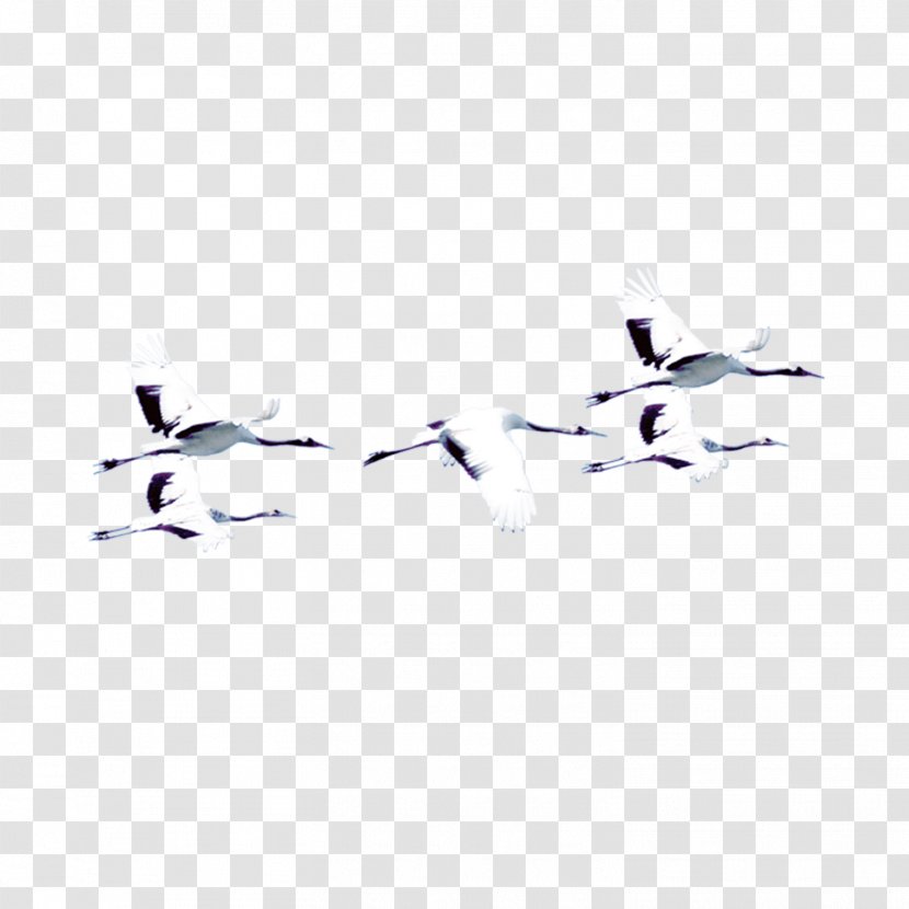 Crane Bird Clip Art - Beak - Decorative Pattern Transparent PNG