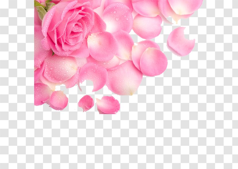 Rose Petal Flower Pink Wallpaper - Family Transparent PNG