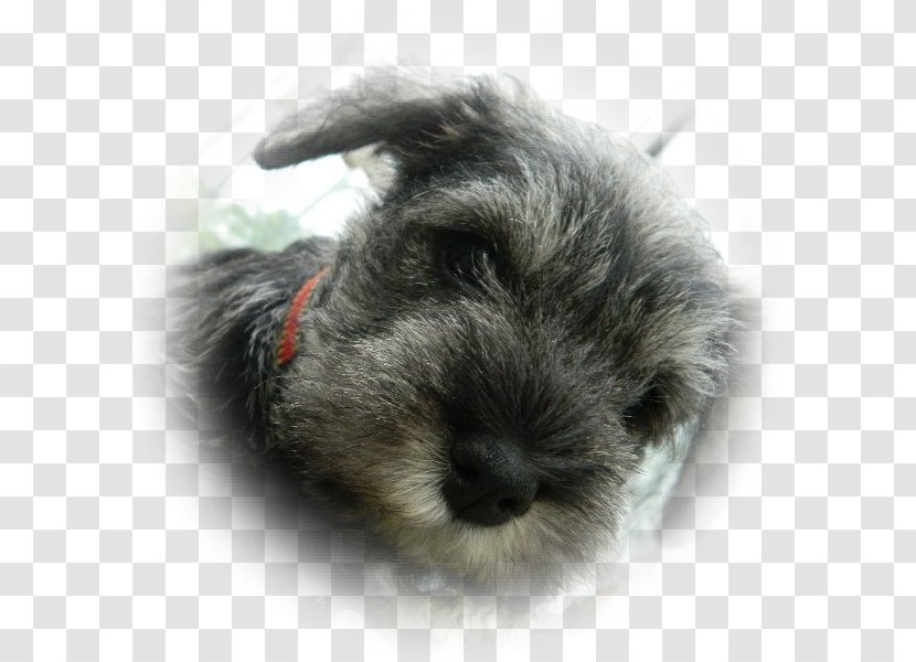 Miniature Schnauzer Schnoodle Standard Puppy Companion Dog - Breed Transparent PNG