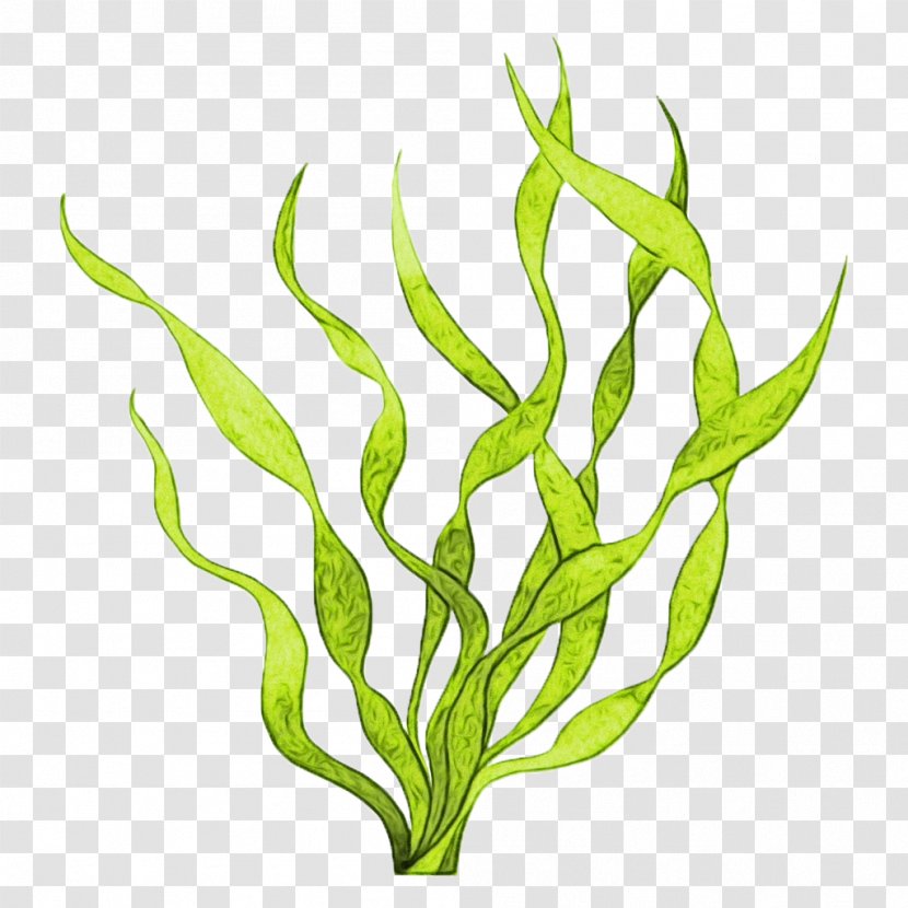 Plant Flower Leaf Aquarium Decor Flowering - Paint - Vascular Stem Transparent PNG